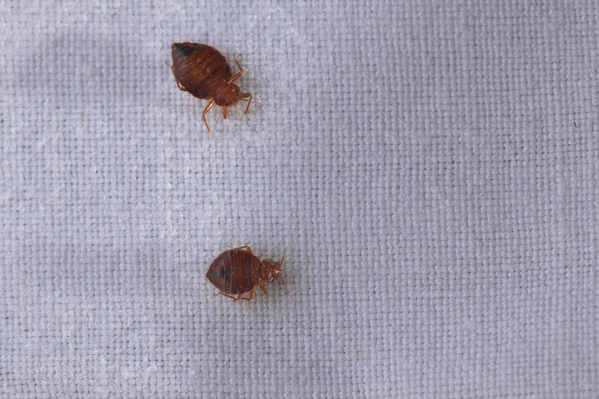 Bed Bugs On White Sheet