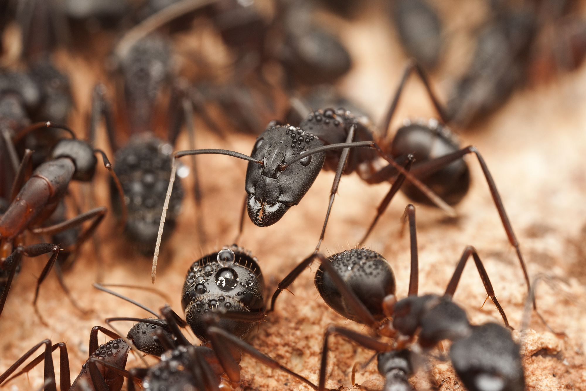 Close Up Shot Of Black Ants